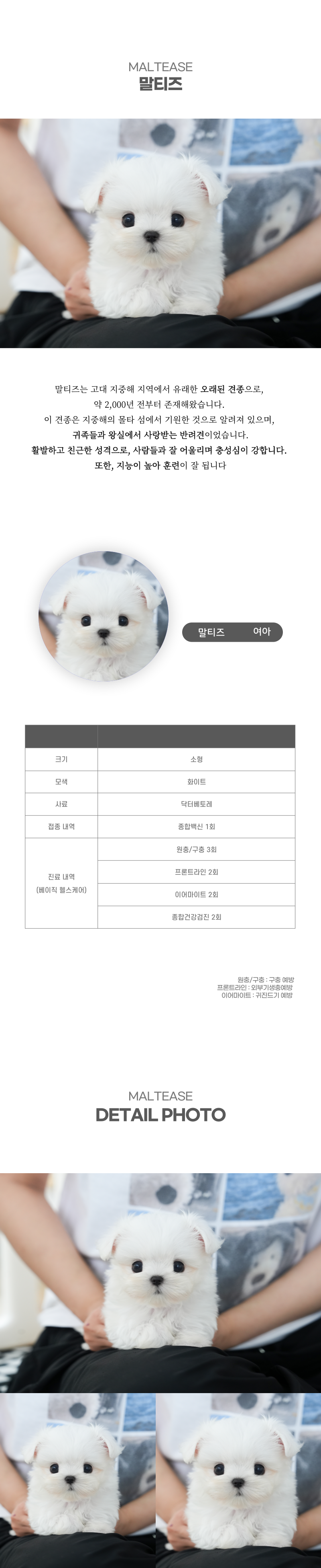 말티즈_상세이미지_2